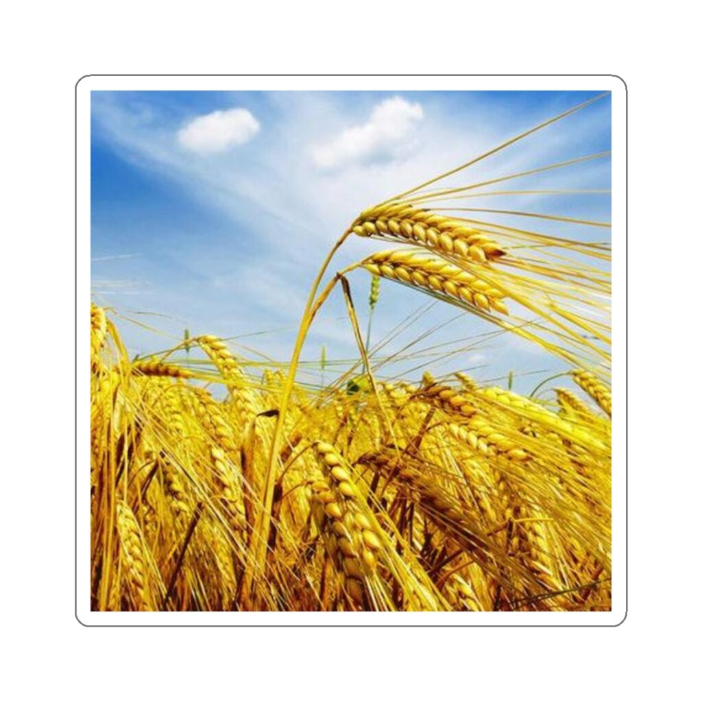 die-cut stickers “Ukrainian Wheat”