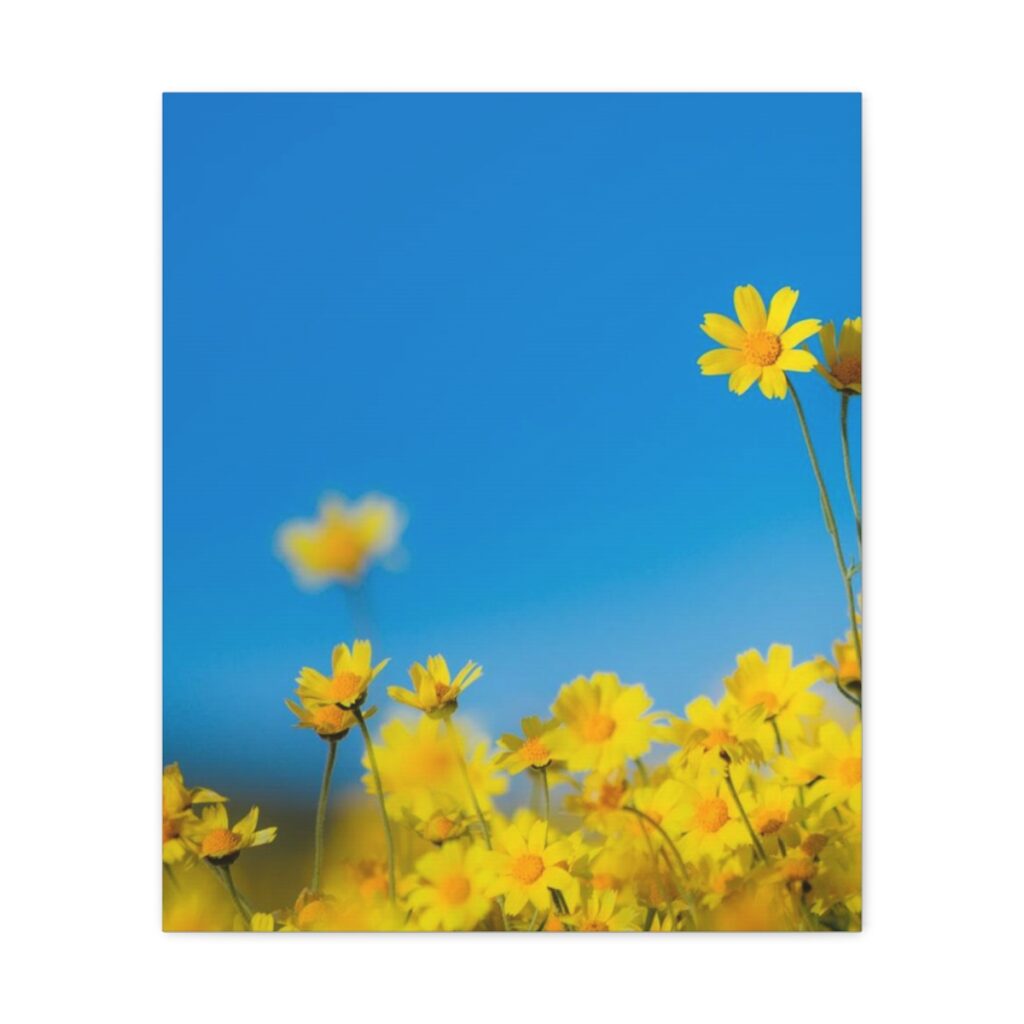 canvas gallery wraps “Blue-yellow daisies”